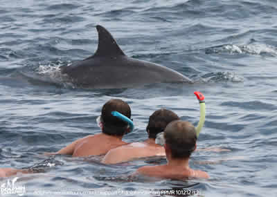 dolphin enqounter, swimming with dolphins