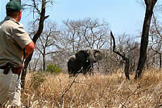 WildLife Excursions with Echo Africa