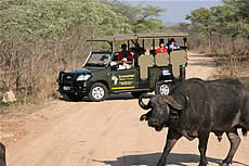 Game Drives in the Kruger National Park