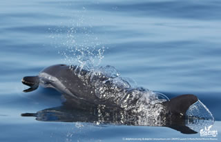 dolphin diving - under water dolphin 