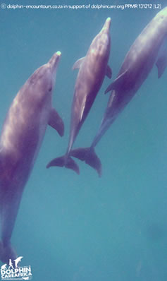 swimming with dolphins