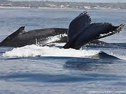 Whale watching in Mozambique
