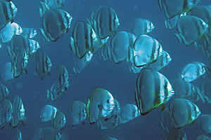 Pemba Accommodation - Pemba Self Catering - Pemba Dive and bush camp - Mozambique Dive camps - Mozambique Diving