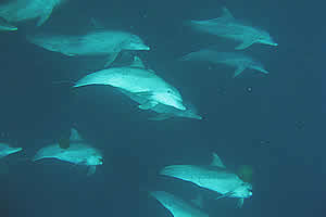 Pemba Accommodation - Pemba Self Catering - Pemba Dive and bush camp - Mozambique Dive camps - Mozambique Diving