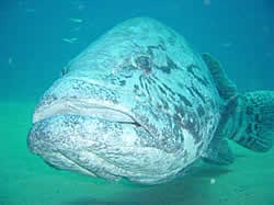 Bert the friendly potato bass of Bass City Reef Ponta do Ouro Mozambique