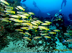 Scuba diving in Mozambique