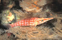 Longnose Hawkfish Mozambique