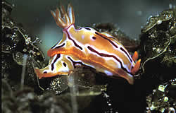Nudibranch is a marine gastropod having no shell but a beautifully coloured body with external gills