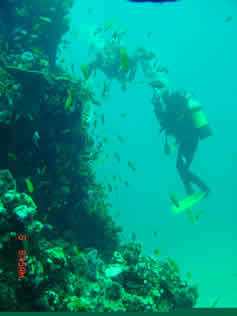 Aquarium reef dive site Ponta Malongane Mozambique