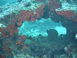 Rianna's Arch dive site Ponta Malongane Mozambique