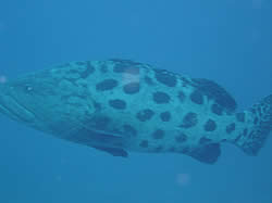 Breadloaf dive site Ponta Malongane