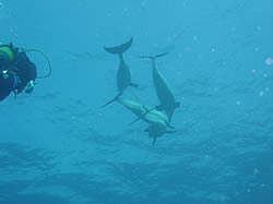 Wayne's World dive site Ponta Malongane Mozambique