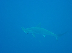 hammerhead shark Ponto do Ouro