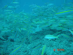 Kev's Ledge dive site Ponta Malongane Mozambique