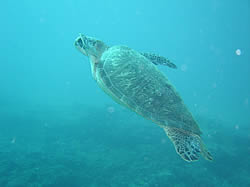 Ridge dive site Ponta Malongane Mozambique