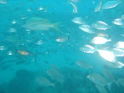 Paradise Ledge dive site Ponta Malongane mozambique